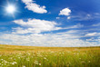 Big meadow of flowers.