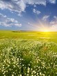 Big field of flowers on sunrise.