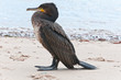 Photo: Kormoran Kormoran