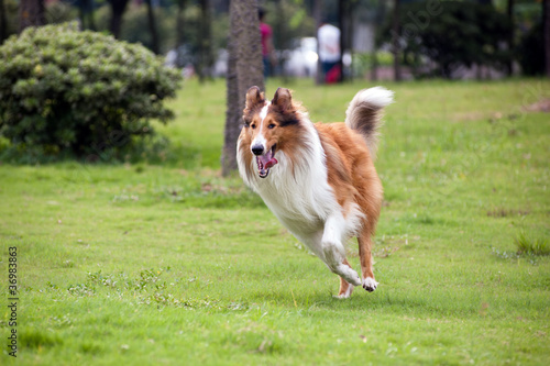 Photo: Collie dog running Collie dog running