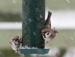 Eurasian tree sparrows feeding in snow weather