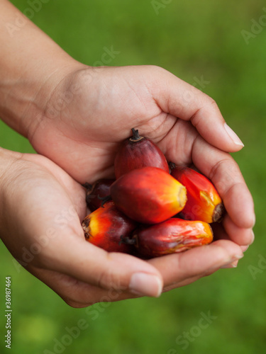 Photo: Oil palm fruits Oil palm fruits
