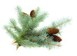 blue fir twigs with cones blue fir twigs with cones