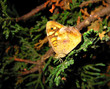 Farfalla