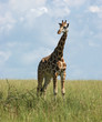 Giraffe in african savannah