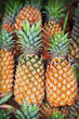 Pineapples
