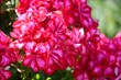 Geranien (Pelargonien)