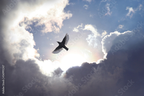 Illustration: Angel Bird in Heaven Angel Bird in Heaven