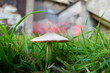 Champignon dans l'herbe