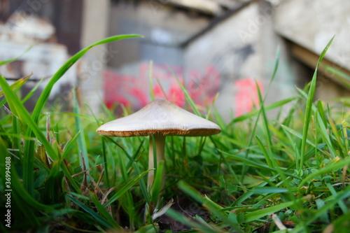Photo: Champignon dans l'herbe Champignon dans l'herbe