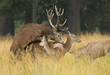 Red deer stag mating a female Red deer stag mating a female