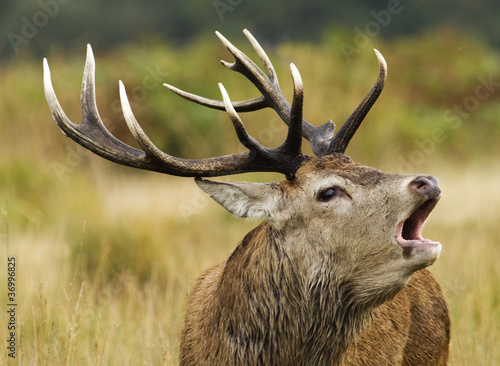 Photo: A red deer stag bellowing A red deer stag bellowing