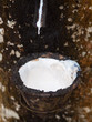 Photo: Latex tree Latex tree