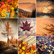 Foto: Autumn collage - Autunno Autumn collage - Autunno