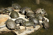 Water turtles