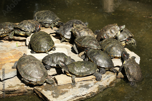 Photo: Water turtles Water turtles
