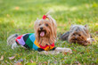 Foto: yorkshire terrier yorkshire terrier