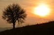 Landscape image with tree silhouette at sunset.