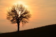 Landscape image with tree silhouette at sunset.