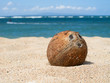 Coconut