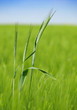 green wheat field