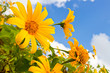 Mexican sunflower weed