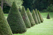 Line of cone evergreen box tree bushes in cultivated park