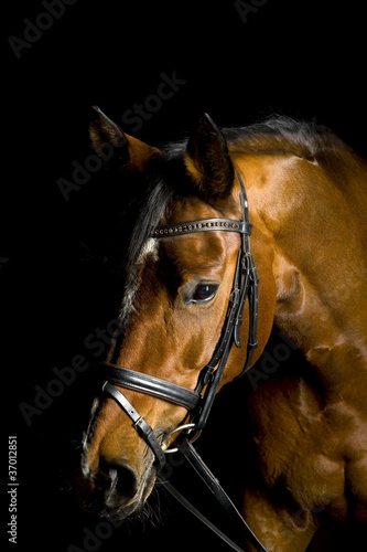 Photo: Pferd Pferd