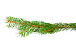Foto: Tannenzweig Tannenzweig