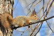 Squirrel.
