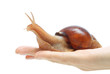 Giant African snail Achatina on a white background