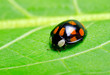 Photo: Ladybug Ladybug