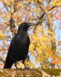 Corbeau