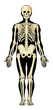 Human skeleton in separate layers. Vector illustration.