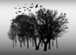 Beautiful winter tree and birds silhouettes, highly detailed