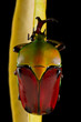 Cétoine Eudicella aethiopica