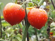 Ripe tomatoes ready to pick in a greenhouse Ripe tomatoes ready to pick in a greenhouse