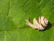 snail in the nature snail in the nature