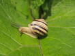 Front view of snail Front view of snail