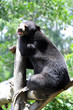 image of black bear rest at zoo image of black bear rest at zoo