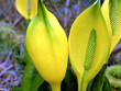 Skunk Cabbage (Symplocarpus foetidus)