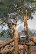 Koala Koala