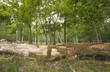 Fallen log in birch forest