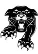 Black panther