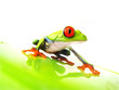 Rotaugenlaubfrosch 110 Agalychnis callidryas
