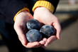 Kuro-tamago - eggs with black shell boiled in a hot sulphurous s