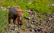Küstenbraunbär wildlife Katmai/Alaska