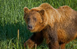 Küstenbraunbär wildlife Katmai/Alaska
