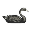 Cygne noir