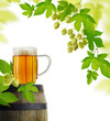 Still life with beer and hop plan, isolated on white background